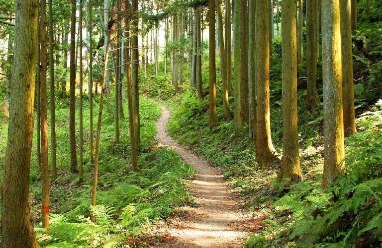 Blog. forest-path-fw